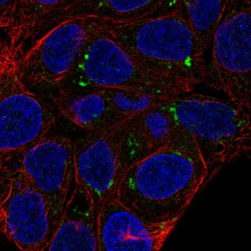 Anti-FAM149A antibody produced in rabbit Prestige Antibodies&#174; Powered by Atlas Antibodies, affinity isolated antibody