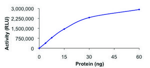 PIP4K2A, active, GST tagged human PRECISIO®, recombinant, expressed in baculovirus infected Sf9 cells, ≥70% (SDS-PAGE), buffered aqueous glycerol solution