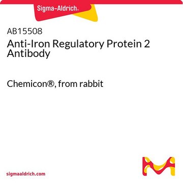 Anti-Iron Regulatory Protein 2 Antibody Chemicon&#174;, from rabbit