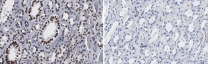 Anti-Bmi-1 Antibody, clone 1G8 ZooMAb® Rabbit Monoclonal recombinant, expressed in HEK 293 cells