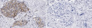 Anti-Glypican-1 Antibody, clone 1J4, ZooMAb&#174; Rabbit Monoclonal recombinant, expressed in HEK 293 cells