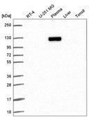 Anti-XPOT antibody produced in rabbit Prestige Antibodies® Powered by Atlas Antibodies, affinity isolated antibody