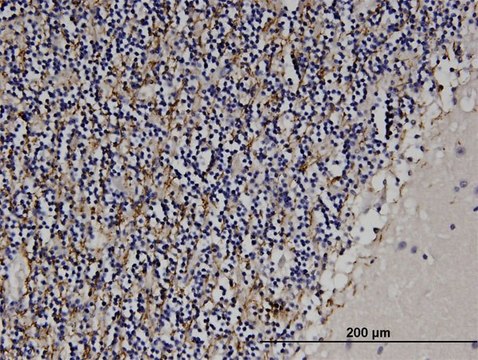 Monoclonal Anti-MAG antibody produced in mouse clone 3C7, purified immunoglobulin, buffered aqueous solution