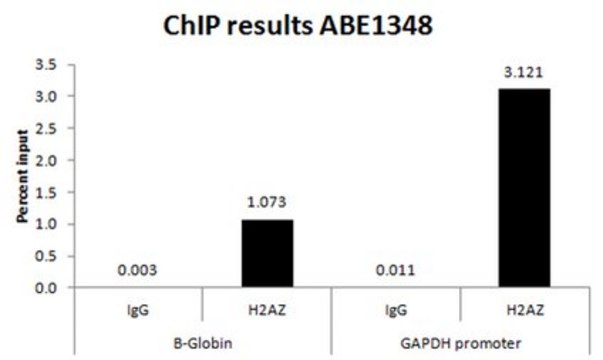 抗组蛋白H2A.Z抗体（C-term） from rabbit, purified by affinity chromatography