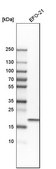 Anti-TMEM109 antibody produced in rabbit Prestige Antibodies® Powered by Atlas Antibodies, affinity isolated antibody, buffered aqueous glycerol solution