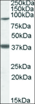 Anti-LASS1 antibody produced in goat affinity isolated antibody, buffered aqueous solution