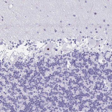 Anti-FTSJ3 antibody produced in rabbit Prestige Antibodies&#174; Powered by Atlas Antibodies, affinity isolated antibody, buffered aqueous glycerol solution