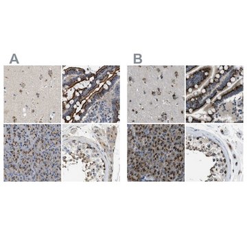 Anti-ZFPL1 antibody produced in rabbit Prestige Antibodies&#174; Powered by Atlas Antibodies, affinity isolated antibody, buffered aqueous glycerol solution