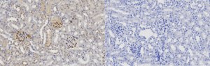 Anti-DNAJB9 Antibody, clone 1D16-K ZooMAb® Rabbit Monoclonal recombinant, expressed in HEK 293 cells