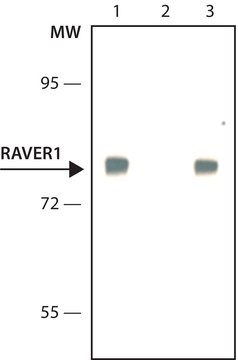 Anti-RAVER1 antibody, Mouse monoclonal clone RAV1, purified from hybridoma cell culture