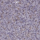 Anti-FTO Prestige Antibodies® Powered by Atlas Antibodies, affinity isolated antibody