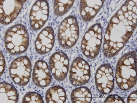 Monoclonal Anti-CDH17 antibody produced in mouse clone 3H2, purified immunoglobulin, buffered aqueous solution