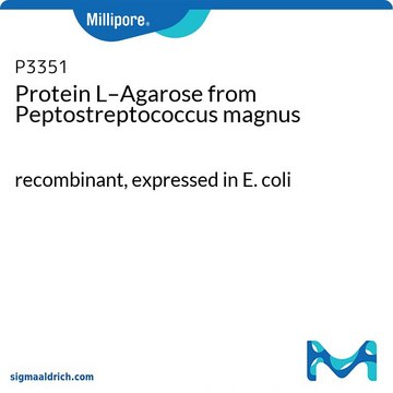 Protein L–Agarose from Peptostreptococcus magnus recombinant, expressed in E. coli