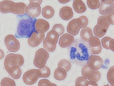 Giemsa Stain Solution Modified Azure Blend HARLECO&#174; Polychromatic stain used primarily with Wright Stain to stain blood cells and bone marrow specimens