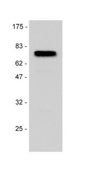 Anti-p75NTR (Neurotrophin Receptor) Antibody Upstate&#174;, from rabbit