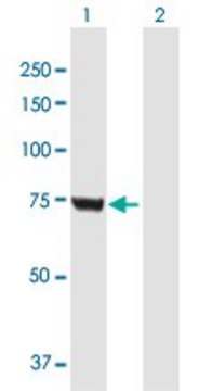 Anti-GMPS antibody produced in mouse purified immunoglobulin, buffered aqueous solution