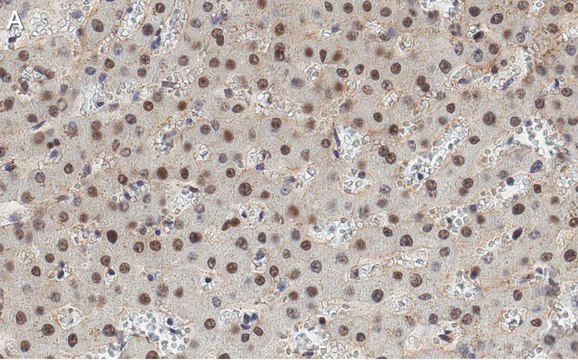 Anti-HNF-4alpha Antibody, clone 4C19 ZooMAb&#174; Rabbit Monoclonal recombinant, expressed in HEK 293 cells