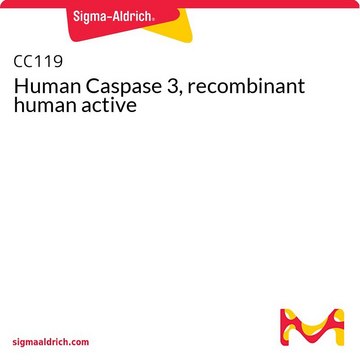 Human Caspase 3, recombinant human active