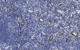 Anti-PECAM-1 (CD31) Antibody, clone TLD-3A12 clone TLD-3A12, from mouse