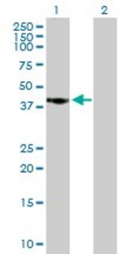 Anti-CAMK1D antibody produced in mouse purified immunoglobulin, buffered aqueous solution