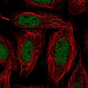 Anti-SNAI1 antibody produced in rabbit Prestige Antibodies&#174; Powered by Atlas Antibodies, affinity isolated antibody