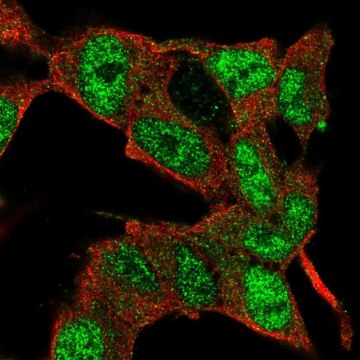 Anti-E2F3 antibody produced in rabbit Prestige Antibodies&#174; Powered by Atlas Antibodies, affinity isolated antibody