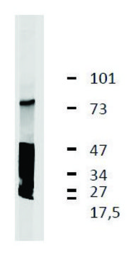 Monoclonal Anti-LRRC32 antibody produced in mouse clone GARP5