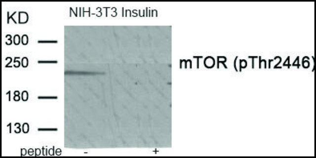 Anti-phospho-mTOR (pThr2446) antibody produced in rabbit affinity isolated antibody