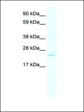 Anti-ASCL2 (AB1) antibody produced in rabbit IgG fraction of antiserum