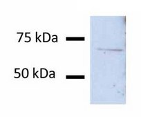 Anti-DLAT antibody produced in rabbit IgG fraction of antiserum