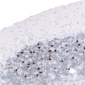 Monoclonal Anti-EOMES antibody produced in mouse Prestige Antibodies® Powered by Atlas Antibodies, clone CL15426, purified antibody (Protein A)