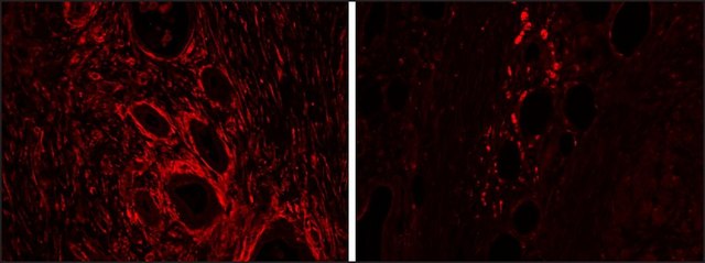 Anti-HMOX2 antibody produced in goat affinity isolated antibody, buffered aqueous solution