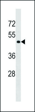 ANTI-GPR78 (CENTER) antibody produced in rabbit IgG fraction of antiserum, buffered aqueous solution