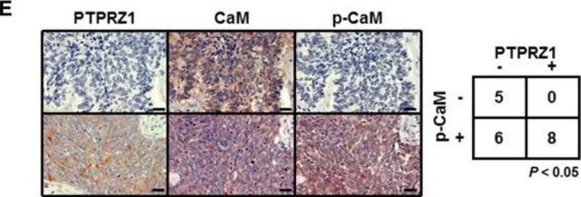 Anti-PTPRZ1 antibody produced in rabbit Prestige Antibodies&#174; Powered by Atlas Antibodies, affinity isolated antibody, buffered aqueous glycerol solution