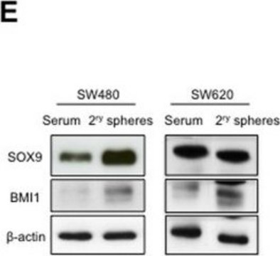 Anti-Bmi-1 Antibody, clone F6 clone F6, Upstate&#174;, from mouse