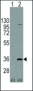 Anti-PARP16 (C-term) antibody produced in rabbit saturated ammonium sulfate (SAS) precipitated, buffered aqueous solution