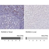 Anti-RUNX2 antibody produced in rabbit Prestige Antibodies&#174; Powered by Atlas Antibodies, affinity isolated antibody, buffered aqueous glycerol solution