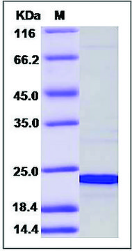 CIRBP/冷诱导 RNA 结合蛋白 人 recombinant, expressed in E. coli, &#8805;90% (SDS-PAGE)