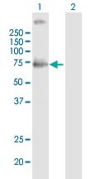 Anti-MCOLN1 antibody produced in mouse purified immunoglobulin, buffered aqueous solution