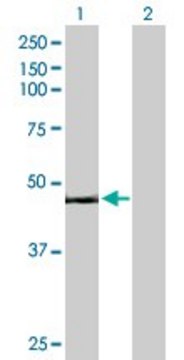 Anti-SPN antibody produced in mouse purified immunoglobulin, buffered aqueous solution