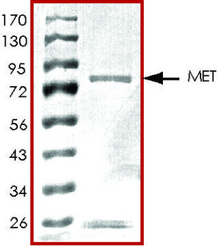 MET (M1250T), active, GST tagged human PRECISIO&#174;, recombinant, expressed in baculovirus infected Sf9 cells, &#8805;70% (SDS-PAGE), buffered aqueous glycerol solution