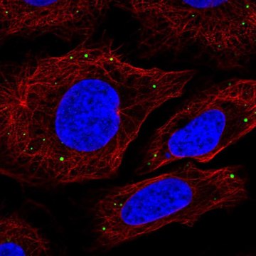 Anti-SLC7A11 antibody produced in rabbit Prestige Antibodies&#174; Powered by Atlas Antibodies, affinity isolated antibody