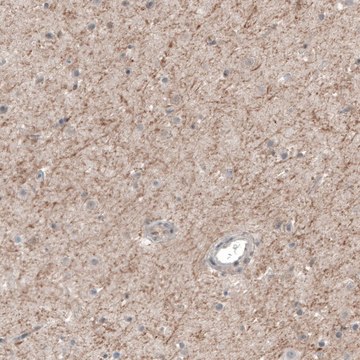 Anti-CHRM3 antibody produced in rabbit Prestige Antibodies&#174; Powered by Atlas Antibodies, affinity isolated antibody, buffered aqueous glycerol solution