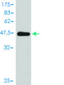 Monoclonal Anti-VBP1 antibody produced in mouse clone 3D11, purified immunoglobulin, buffered aqueous solution
