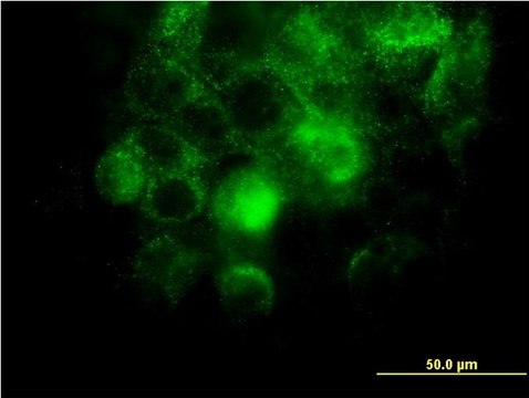 Monoclonal Anti-ITGA2 antibody produced in mouse clone 2B6, purified immunoglobulin, buffered aqueous solution