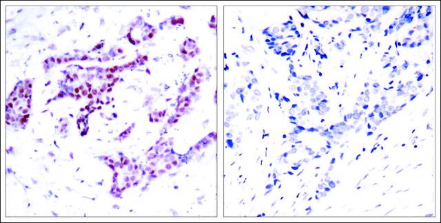 Anti-phospho-STAT1 (pTyr701) antibody produced in rabbit affinity isolated antibody