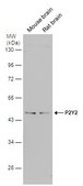 Anti-P2RY2 antibody produced in rabbit affinity isolated antibody, buffered aqueous solution