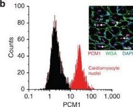 Anti-PCM1 antibody produced in rabbit Prestige Antibodies&#174; Powered by Atlas Antibodies, affinity isolated antibody, buffered aqueous glycerol solution, Ab1