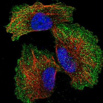 Anti-ZNF706 antibody produced in rabbit Prestige Antibodies&#174; Powered by Atlas Antibodies, affinity isolated antibody, buffered aqueous glycerol solution