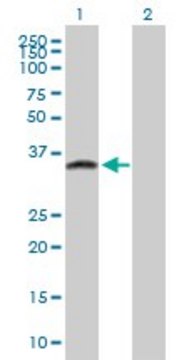 Anti-ATPBD1C antibody produced in mouse purified immunoglobulin, buffered aqueous solution